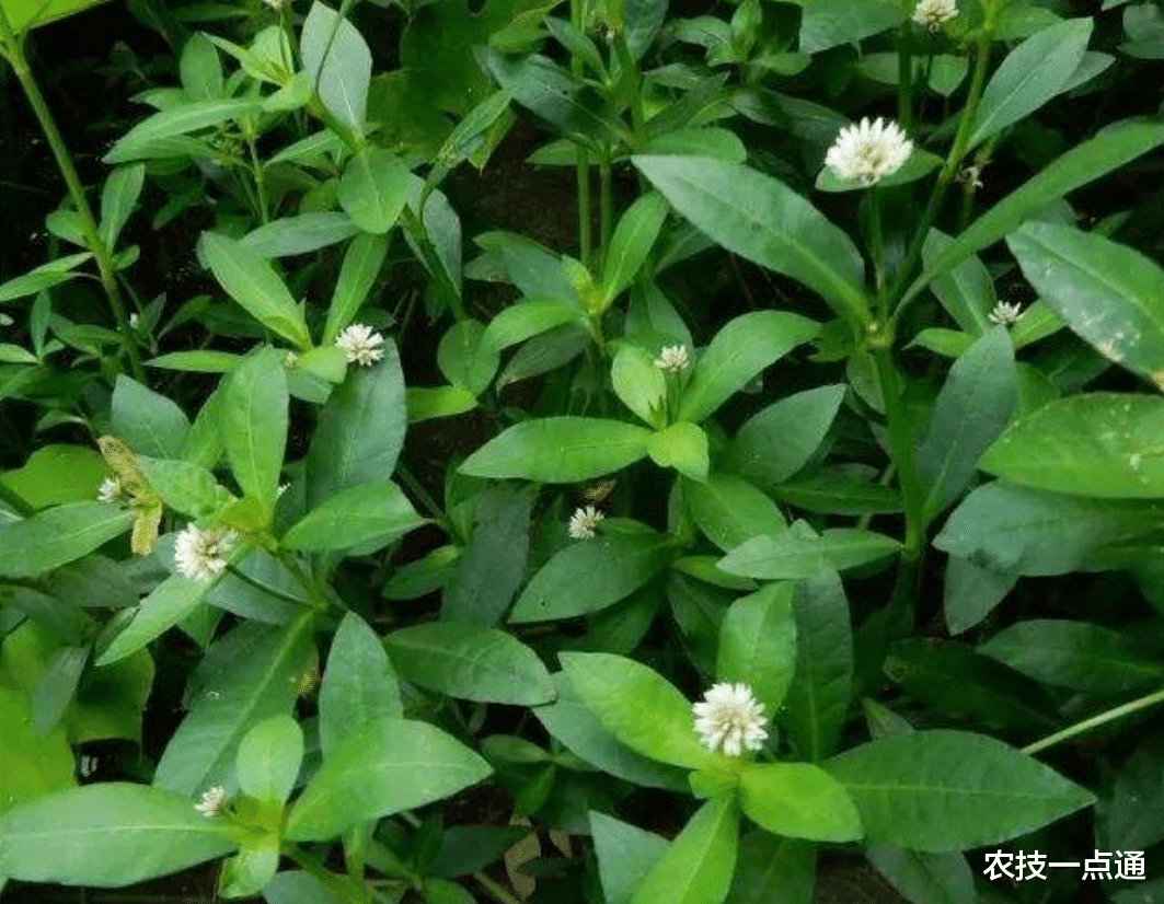 有哪些彻底防治水花生的方法? 如何防止更省工省时?